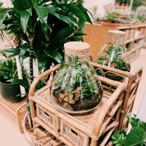 Terrarium Jamu Louis