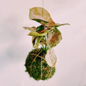 Atelier Kokedama