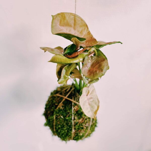 Atelier Kokedama