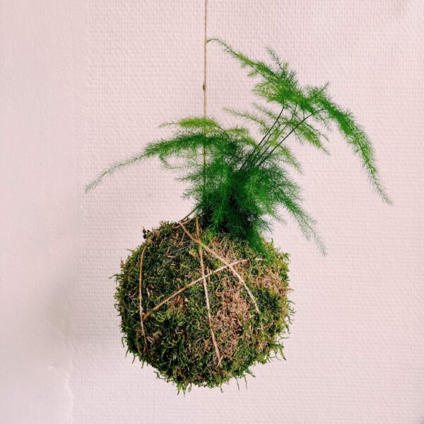 Atelier kokedama
