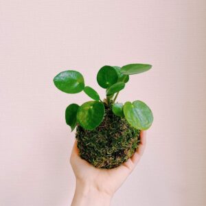 Kokedama pilea