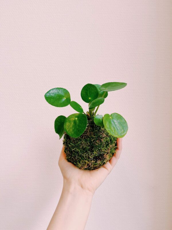 Kokedama pilea