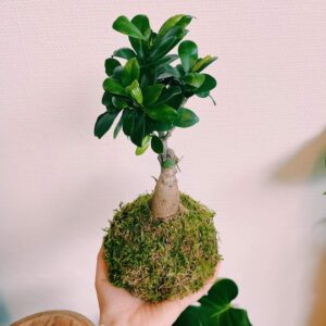 Kokedama Ficus Ginseng