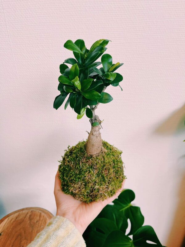 Kokedama Ficus Ginseng