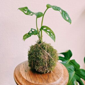 Kokedama Monstera Oblica