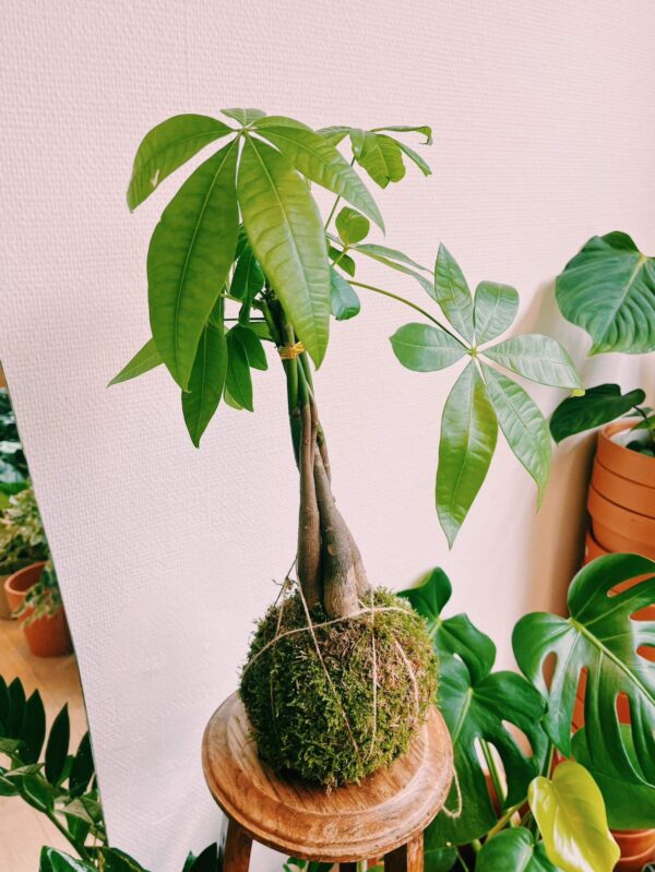 Kokedama Pachira