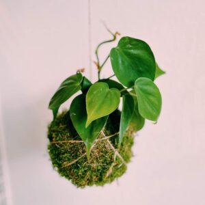 Kokedama Philodendron Scandens