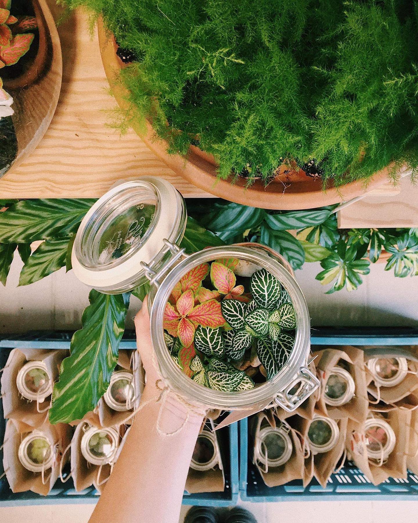 Cadeau d'entreprise JAMU TERRARIUM