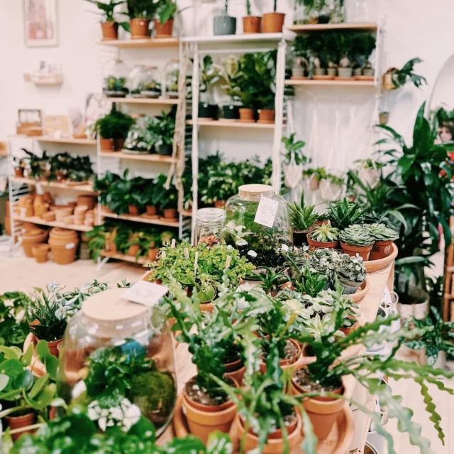 NOUVEAU CHAPITRE ❤️ 

Comme certain(e)s d’entre vous le savent déjà, JAMU s’apprête à écrire un nouveau chapitre en cette fin d’année 2024 ! C’est avec beaucoup d’émotion que je vous annonce que JAMU, votre boutique dédiée aux plantes d’intérieur depuis près de 6 ans et demi, fermera ses portes début janvier 2025🪴

Cette aventure a été incroyable grâce à VOUS : votre passion pour les plantes, vos visites, vos sourires, votre participation aux ateliers et vos partages d’histoires 💬 Vous avez fait de JAMU bien plus qu’une boutique, un véritable lieu de vie et de rencontres 💚 Je tiens à remercier chaque personne qui a franchi la porte de JAMU, chaque bout de verdure qui a trouvé un foyer grâce à vous. 

D’ici la fin de l’année, je vous invite à passer une dernière fois, partager un moment avec nous, et peut-être adopter ou offrir l’une des dernières plantes de JAMU pour qu’elle continue de grandir chez vous !

Encore un immense merci pour toutes ces années de bonheur et de partage. Ce n’est pas une fin, mais la clôture d’un beau chapitre rempli de souvenirs inoubliables🌟

PS 1 : À partir de février 2025, JAMU se consacrera à ce que j’aime tant : végétaliser les espaces professionnels ! 🏢

PS 2 : La boutique reste ouverte comme d’habitude du mercredi au samedi, de 11h à 18h, jusqu’au 24 décembre, pour vous permettre d’offrir le plus beau cadeau végétal pour Noël 🎄🎅🏼 Du 26 décembre au 4 janvier, nous passerons en mode liquidation du stock de plantes et d’accessoires, ainsi qu’une partie du mobilier et de la décoration !

A très bientôt 💋